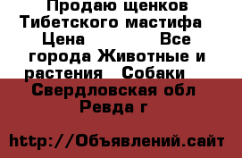 Продаю щенков Тибетского мастифа › Цена ­ 45 000 - Все города Животные и растения » Собаки   . Свердловская обл.,Ревда г.
